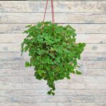 Пилея монетолистная кашпо d15