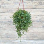 Пилея прижатая кашпо d15