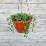 Пилея прижатая кашпо d21-23