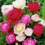 Пион микс сортов d19