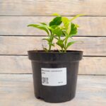 Пизония зонтичная d15