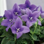 Платикодон Поп Стар Блю d12