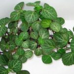 Плектрантус Эртендаля d12