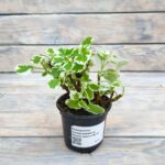 Плектрантус колеусовидный d9