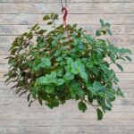 Плектрантус Краснеющий (прожилки фиолетовые) кашпо d23