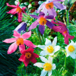 Прострел (Cон-трава) обыкновенный Пинвил микс p9-10