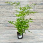 Радермахера d12