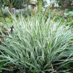 Райграс бульбоносный d9