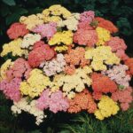 Тысячелистник Саммер Пастель d12