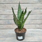 Сансевиерия d15