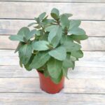 Седум (очиток) микс d12