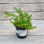 Седум (Очиток) отогнутый Ангелина d12