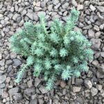 Седум (Очиток) Блю Спрайс d12