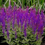 Шалфей (Сальвия) дубравный Виолет Конигин "Violet Konigin" d12