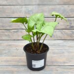 Сингониум d12