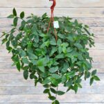 Традесканция Застенчивая невеста кашпо d15 — изображение 2