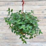 Традесканция Застенчивая невеста кашпо d15