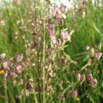 Трясунка средняя Лимузи "Limouzi" p9-10