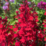 Лобелия прекрасная Старшип Бургунди d12
