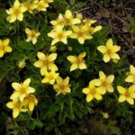 Вальдштейния d12