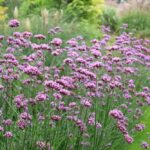 Вербена бонарская Финесс "Finess" d12