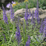 Вероника длиннолистная d12