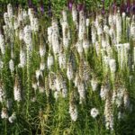 Вероника колосковая Альба "Alba" d12