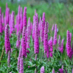 Вероника колосковая Атомик Аметист "Atomic Amethyst" d9