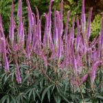 Вероникаструм d9