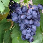 Виноград Ромбик 0,8л