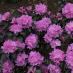 Рододендрон Элит "Elite" d9