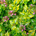 Яснотка Анни Гринвей d12