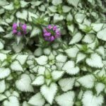 Яснотка Крапчатая d9