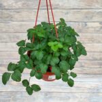 Земляника Дюшенея кашпо d18 — изображение 2