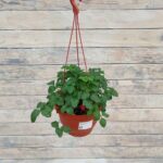 Земляника Дюшенея кашпо d18