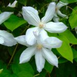 Клематис Джакмани (Жакмана) Альба "Jackmanii Alba" 2л