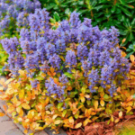 Живучка Физеред Френдс Фэнси Финч "Feathered Friends Fancy Finch" d12