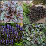 Живучка микс, смесь окрасок d12