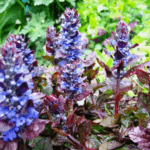 Живучка ползучая Атропурпуреа "Atropurpurea" d12