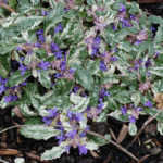 Живучка ползучая Спарклер "Sparkler" d12