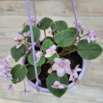 Сенполия (фиалка) кашпо d13 — изображение 2