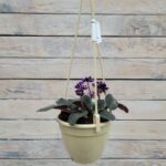 Сенполия (фиалка) кашпо d13 — изображение 3