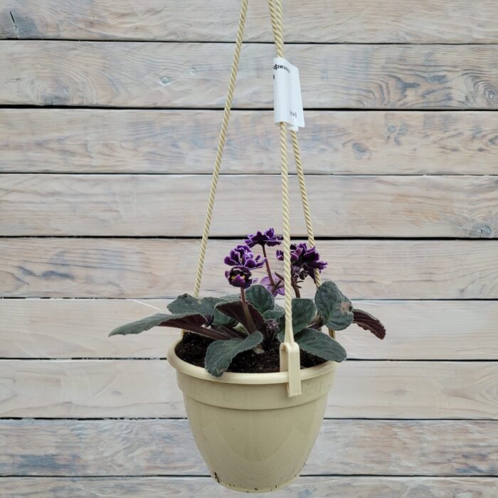 Сенполия (фиалка) кашпо d13 — изображение 3