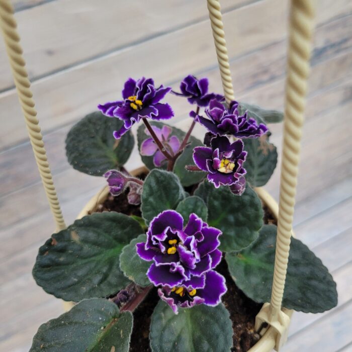 Сенполия (фиалка) кашпо d13 — изображение 4