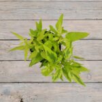 Паслен жасминовидный (Плант микс) d8 — изображение 2