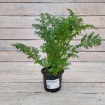 Пилея мелколистная (елочка) (Плант микс) d8