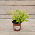 Паслен жасминовидный (Плант микс) d8