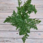 Пилея мелколистная (елочка) (Плант микс) d8 — изображение 2