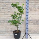 Апельсин 15л