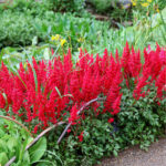 Астильба Ротлихт "Rotlicht" d17